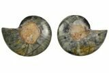 Cut/Polished Ammonite Fossil - Unusual Black Color #132628-1